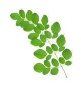 moringa