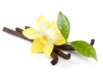 vanilla-flower-and-dried-pods-smaller
